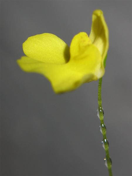 Utricularia Species, Bladderwort Utricularia flaccida