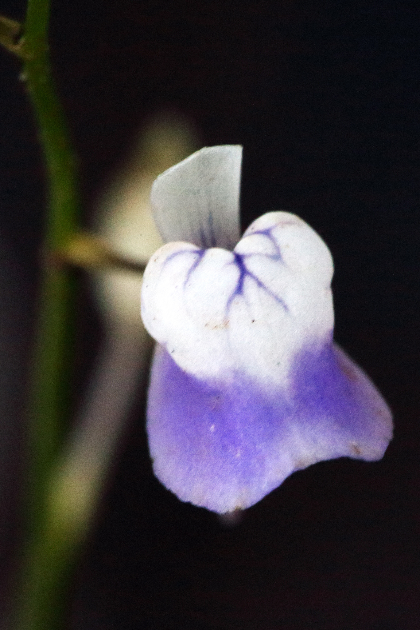 Utricularia Species, Bladderwortv Utricularia heterosepala
