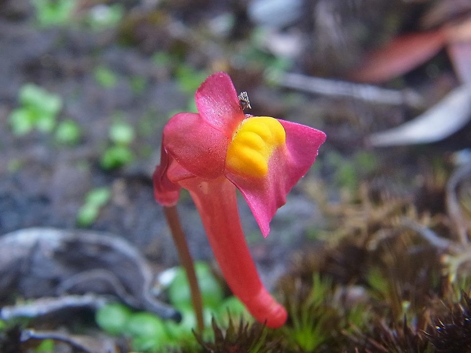 Utricularia Species, Bladderwort, Redcoats