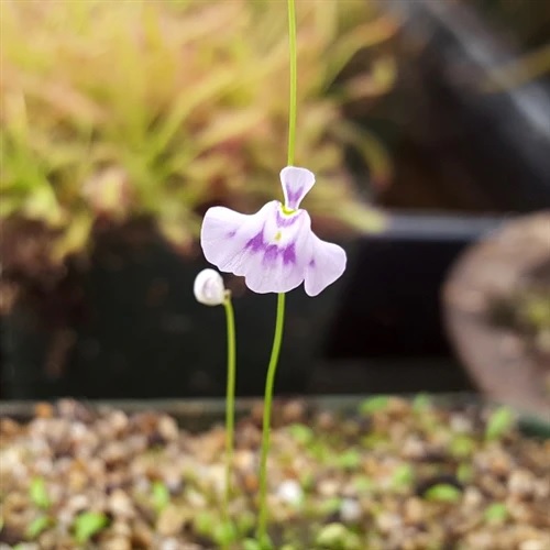 Utricularia Species, Bladderwort Utricularia microcalyx