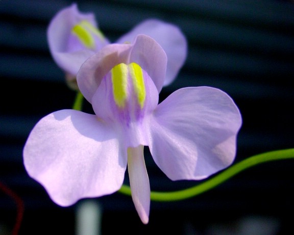 Utricularia Species, Bladderwort Utricularia nelumbifolia