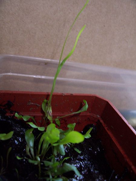 Utricularia Species, Bladderwort Utricularia praelonga