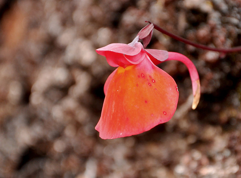 Utricularia Species, Bladderwort Utricularia quelchii