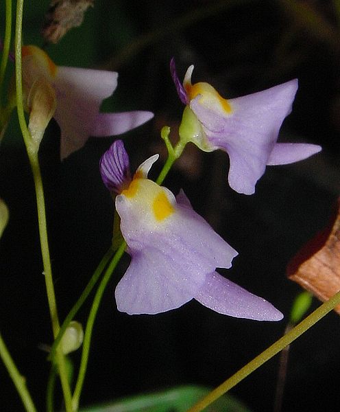 Utricularia Species, Bladderwort Utricularia warburgii