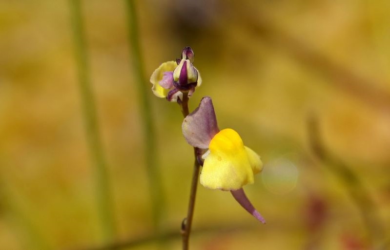 Utricularia Species, Bladderwort Utricularia welwitschii