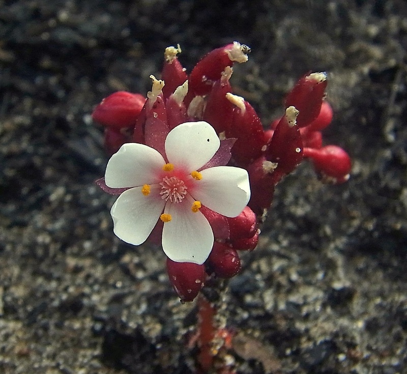 Drosera Species, Sundew Drosera zonaria