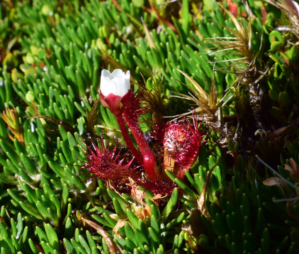 Sundew Drosera uniflora