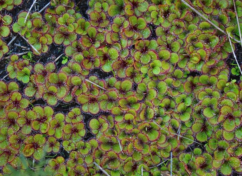 Drosera Species, Sundew Drosera tubaestylis
