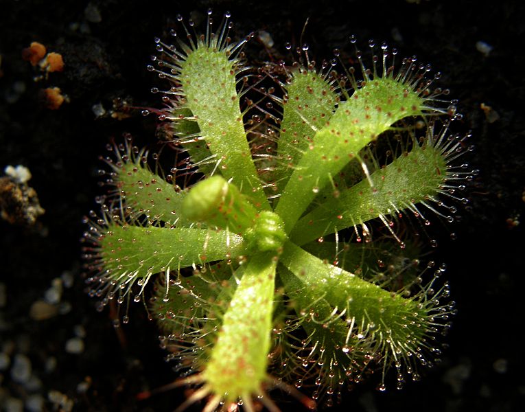 Sundew Drosera trinervia