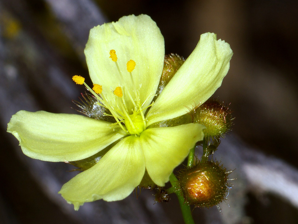 Sundew Drosera subhirtella