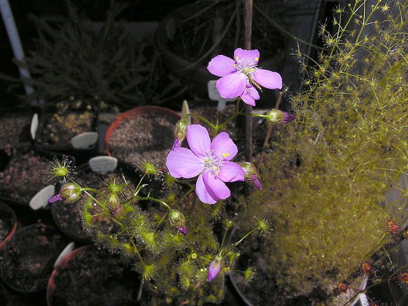 Sundew Drosera stricticaulis