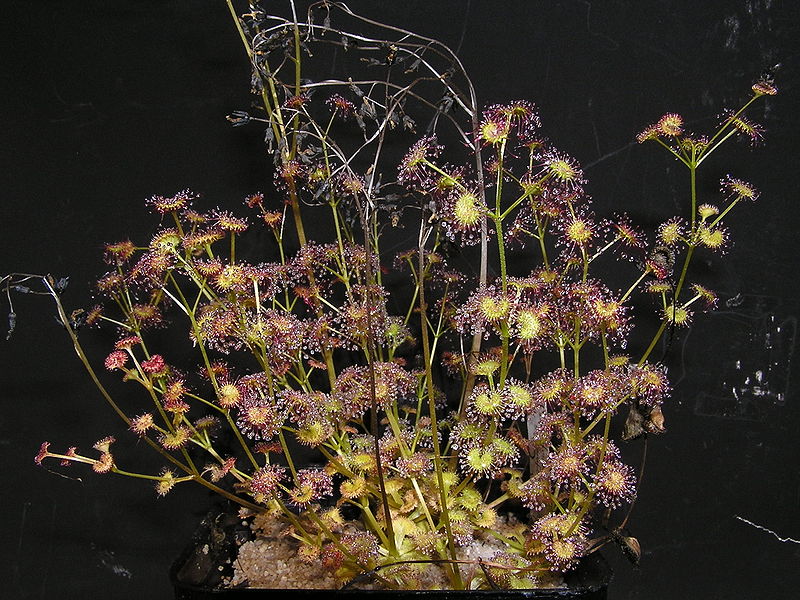 Sundew Drosera stolonifera subsp. Compacta