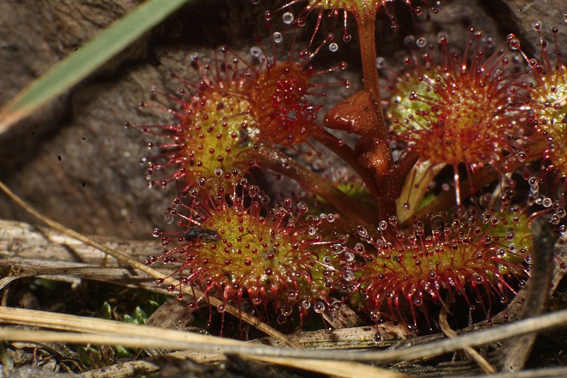 Sundew Drosera stolonifera subsp. Monticola