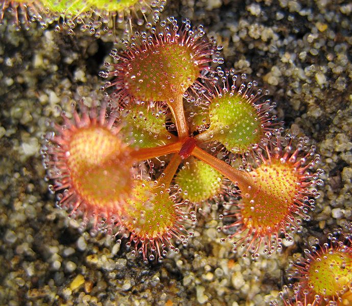 Sundew Drosera stolonifera subsp. Rupicola