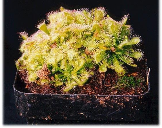 Drosera Species, Round Leaf Sundew