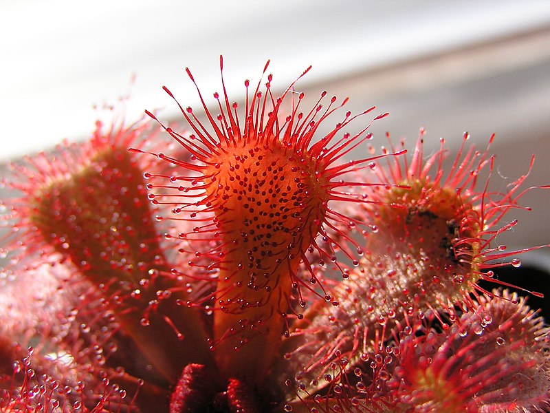 Sundew Drosera slackii