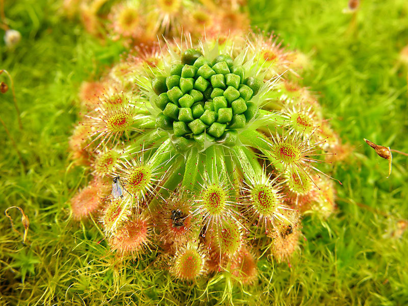 Drosera Species, Sundew Drosera sewelliae