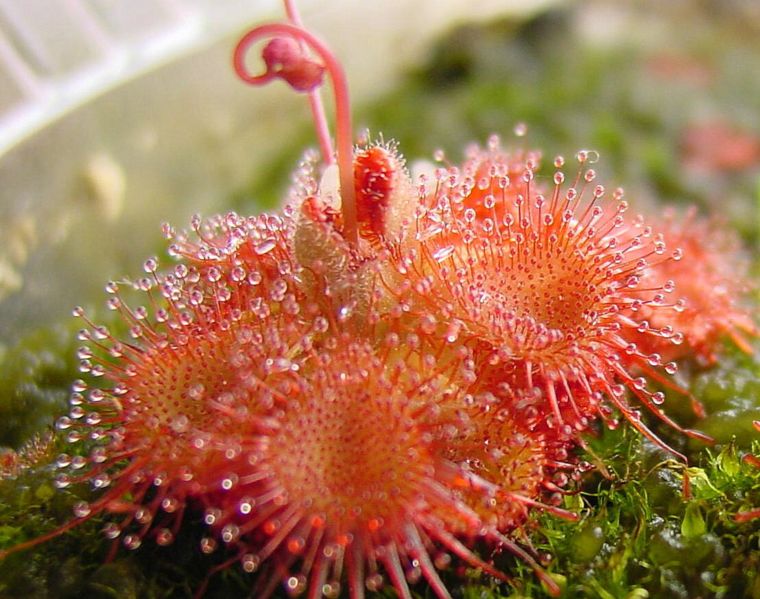Sundew Drosera sessilifolia