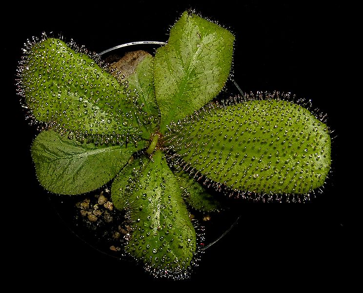 Sundew Drosera schizandra