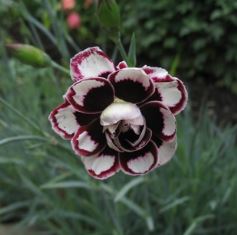 Dianthus, Garden Pinks Horatio