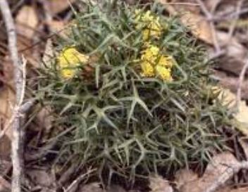 Isopogon Species, Horny Cone-Bush, Wild Irishman