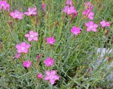 Dianthus Species, Wild Pink, Albanian Pinks