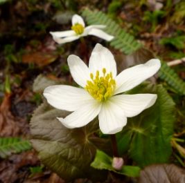 Alpine Marsh-Marigold