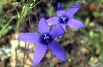 Campanula Species, Lusitanian Bellflower