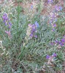 Oxytropis Species, Purple Locoweed, Lamberts Crazyweed