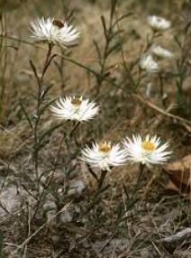 Helichrysum Species, Satin Everlasting