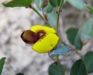 Bossiaea Species, Creeping Bossiaea