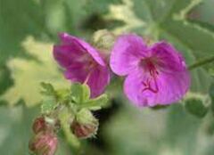 Geranium, Bigroot Geranium, Bulgarian Geranium, Rock Cranesbill 'Variegatum'