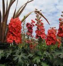 Delphinium, Larkspur Red Caroline