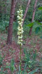 Arkansas Yucca