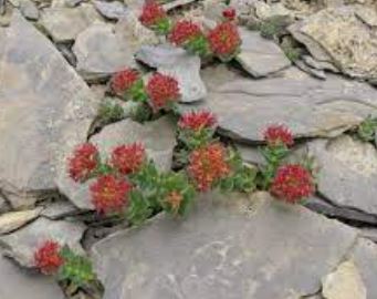 Rhodiola Species, Roseroot, Sedum, Leedys Roseroot