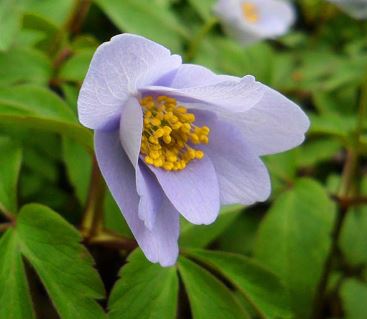 Anemone, Wood Anemone, European Wood Anemone Robinsoniana