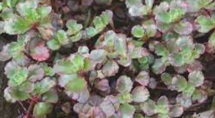 Phedimus, Creeping Sedum, Two-Row Stonecrop Purple Carpet