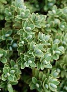 Veronica, Shrubby Veronica, Sutherland Hebe Sutherlandii