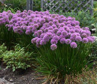 Allium, Ornamental Onion, Ornamental Allium Millennium