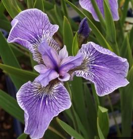 Species Iris, Northern Flag, Dwarf Arctic Iris
