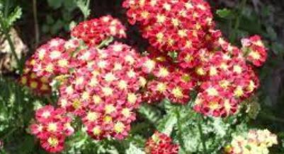 Achillea, Yarrow, Milfoil, Soldiers Woundwort, Staunchweed Saucy Seduction