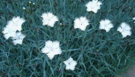 Dianthus, Cheddar Pinks Greystone