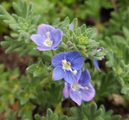 Veronica, Woolly Speedwell, Woolly Veronica Rubra