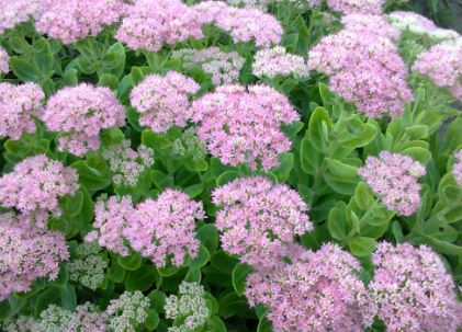 Sedum Species, Showy Stonecrop