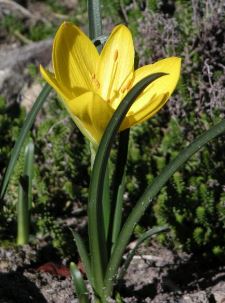 Sternbergia