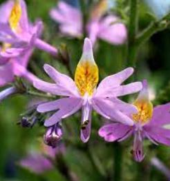 Schizanthus Species, Little Butterfly, Poor Mans Orchid