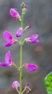 Desmodium Species, Southern Tick Trefoil