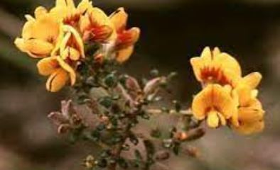 Golden Bush-Pea