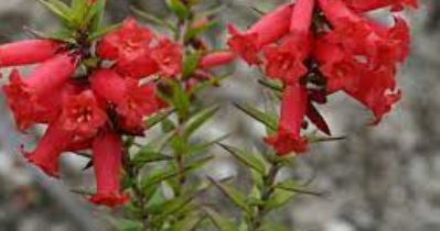 Epacris Species, Common Heath, Native Heath, Pink Heath