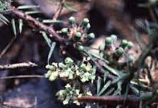 Honey-Pots, Ants Delight, Cushion Ground-Berry
